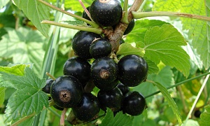 Смородина черная "Экзотика"