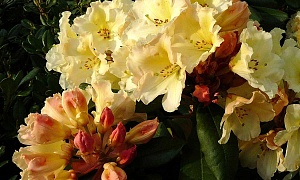 Рододендрон гибридный "Хоризон Монарх"