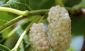 Шелковица белая "Шин-Тсо"