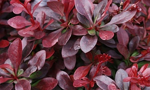 Барбарис Тунберга "Атропурпуреа Нана"