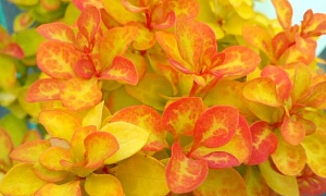 Барбарис Тунберга "Саммер Сансет"