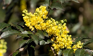 Магония падуболистная