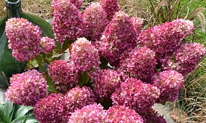 Гортензия метельчатая Гарденлайт Рэдлайт (Gardenlight Redlight)