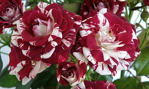 Роза плетистая "Красно-белая"