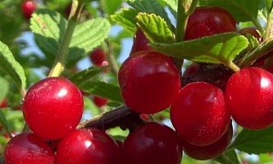 Вишня войлочная "Салют"