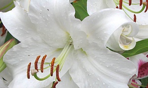 Лилия восточная " Каса Бланка" (Casa Blanca)