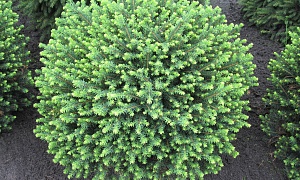 Ель сербская "Карел" (Karel) Ель сербская "Карел" (Karel)