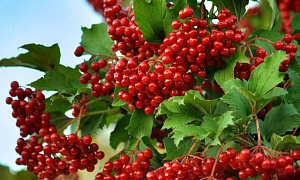 Калина "Таежные рубины"
