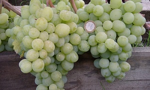 Виноград "Талисман"