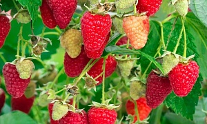 Малиновое дерево "Сказка" (штамбовая малина)