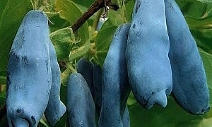 Жимолость съедобная "Темная ночь"