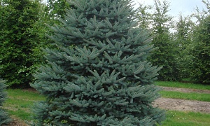 Ель колючая "Глаука"(Glauca) Ель колючая "Глаука"(Glauca)