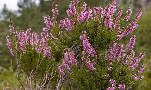 Вереск обыкновенный "Mullion"