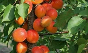 Абрикос "Цунами"