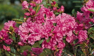 Рододендрон гибридный даурский "P.J.M.Staccato"