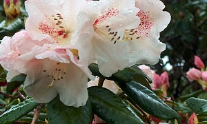 Рододендрон гибридный "Гартендиректор Глокер" (Gartendirektor Glocker)