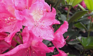 Рододендрон гибридный "Ян III Собески" (Jan III Sobieski)