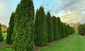 Туя западная "Колумна" Туя западная "Колумна"
