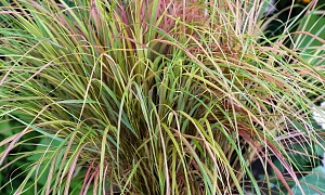 Ковыль "Хвосты фазана" (Pheasant Tails)