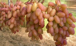 Виноград "Виктор"