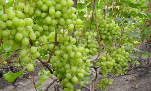Виноград "Кеша 1"