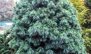 Сосна гималайская (Уоллича) "Нана"(wallichiana Nana) Сосна гималайская (Уоллича) "Нана"(wallichiana Nana)