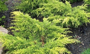 Можжевельник средний "Олд Голд" Можжевельник средний "Олд Голд"