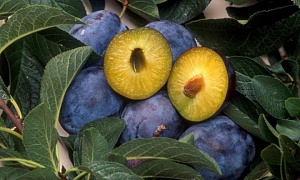 Слива "Богатырская"