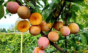 Слива "Байрон Голд"