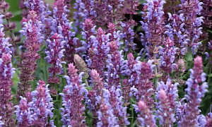 Шалфей дубравный "Салют Айс Блю" (Salute Ice Blue)