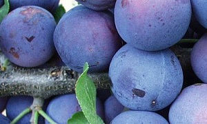 Слива "Ника"