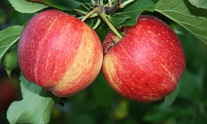 Яблоня "Гала"