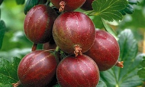 Крыжовник "Рекорд"