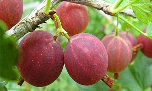 Крыжовник "Мускатный"