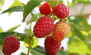 Малина ремонтантная "Моллинг Джуно"