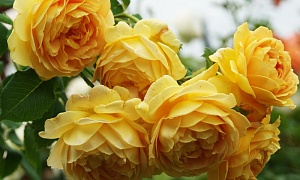 Роза парковая "Чарльз Дарвин"