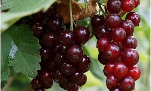 Смородина красная "Гранатная"