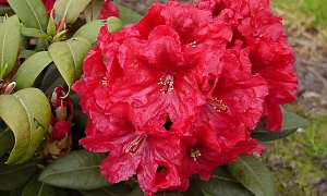 Рододендрон гибридный "Эйджис" (Ageeth)