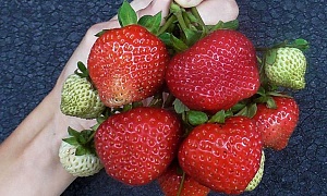 Клубника "Эви 2" ремонтантная