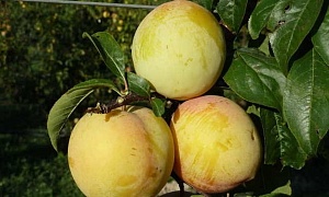 Слива "Голден Плумза"