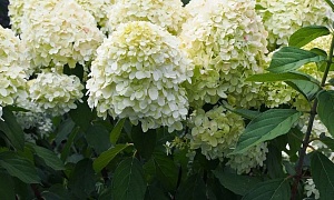 Гортензия метельчатая "Мэджикал Маттерхорн"(Magical Matterhorn)