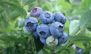 Голубика "Норс Кантри"