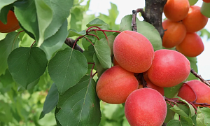 Абрикос "Киото"