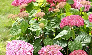 Гортензия древовидная Пинк Пинкушен (Pink Pincushion)