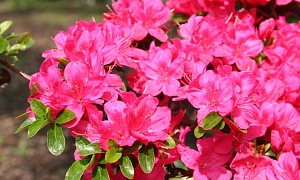 Азалия японская "Рубинетта" (Rubinetta)    