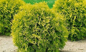 Туя западная "Мириам" Туя западная "Мириам"