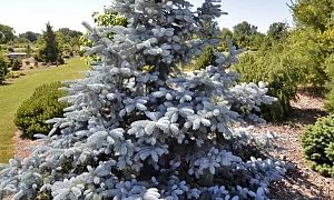 Ель голубая Ель голубая