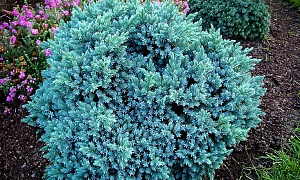 Можжевельник чешуйчатый "Блю Стар" Можжевельник чешуйчатый "Блю Стар"