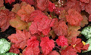 Гейхера "Отэм Ливс"