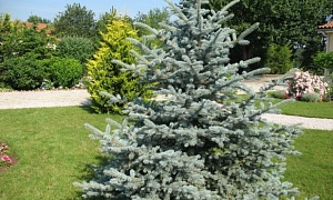 Ель колючая "Костер" Ель колючая "Костер"